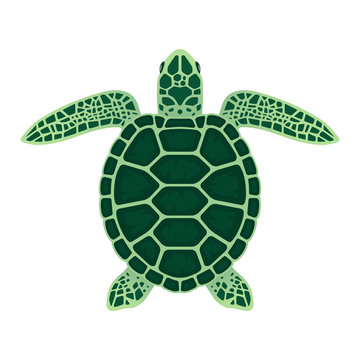 Sea turtle vector illustration on a white background