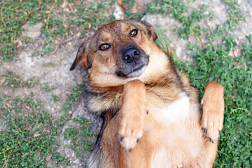 happy dog lies on its back with bent legs.