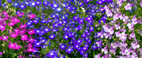 A multi-colored fragile lobelia occupies the entire background. Panorama. Floral background with lobelia. Image stylization on a relief surface. - obrazy, fototapety, plakaty