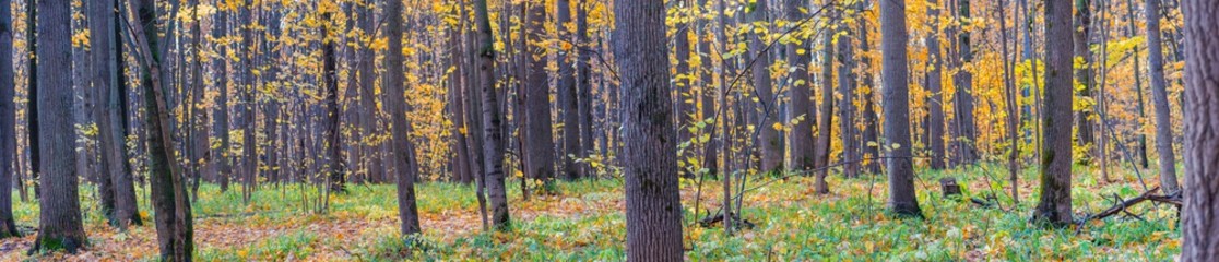Fototapeta premium Panoramic forest autumn landscape with colorful leaves and trees