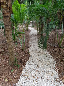 Camino a la Selva. Camino a Temascal.