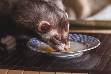 A domestic ferret eats a quail egg, With porcelain dishes