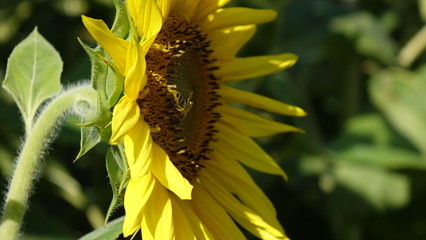 bee pollinates sunflower in the summer day