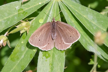 Ringlet