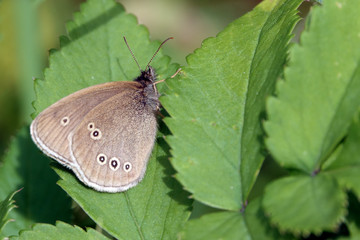 Ringlet