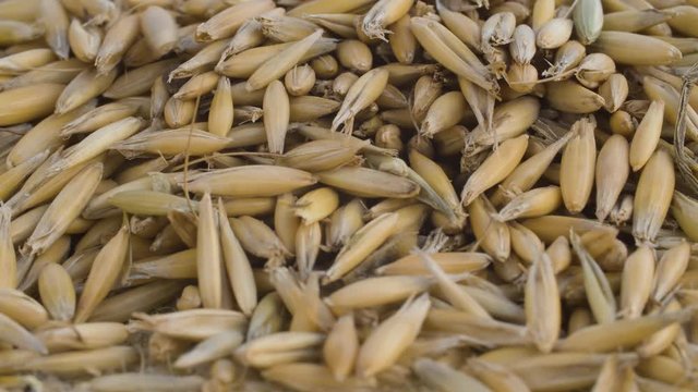 Pouring oat grains onto burlap. Grain harvest, farming. Macro shooting, camera slowly moving on slider