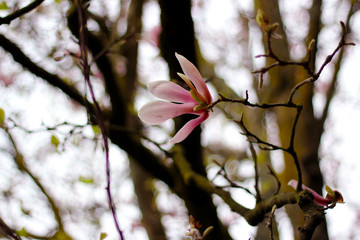 Fototapeta premium magnolia tree blossom