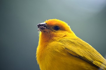Botón de Oro (Perú)