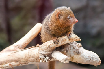 Dwarf Mongoose on a dry branch of a tree, closeup