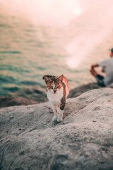 cat on the beach