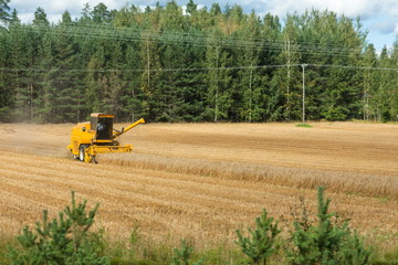 Yellow combine harvester in action on wheat field. Harvesting is the process of gathering a ripe crop from the fields.