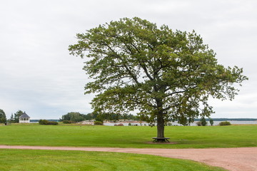 Fototapeta na wymiar lonely tree, bench, grass, road, and sky