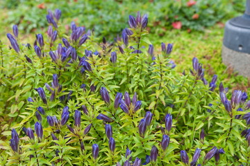 Flowerbed with blooming blue flowers gentiana septemfida