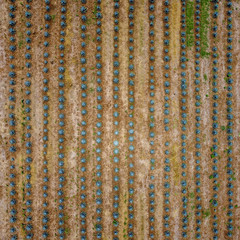 Agave fields