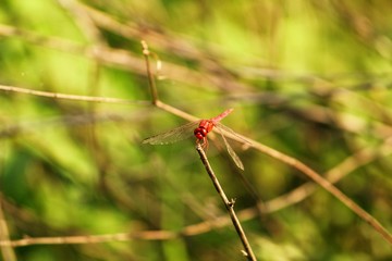 beautiful dragonfly sitting on leaf dragonfly insect close up view 