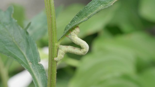 The moth caterpillar is arched on the green stem of the plant. Surveyor.
