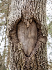 Tree, bark, heart. All we need is love