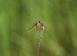 beautiful dragonfly sitting on leaf dragonfly insect close up view 