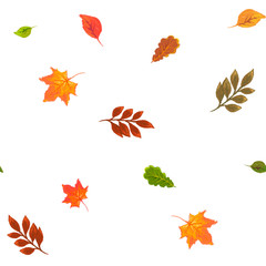 autumn pattern with small multicolored leaves on a white background
