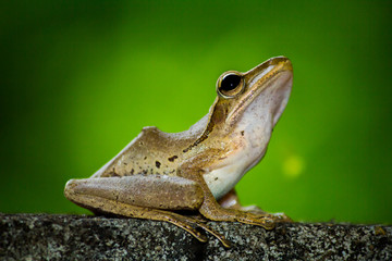 Frog on the cement wall and green background 