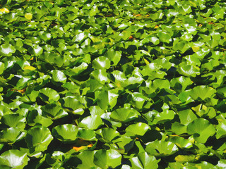 Green Lily Pads