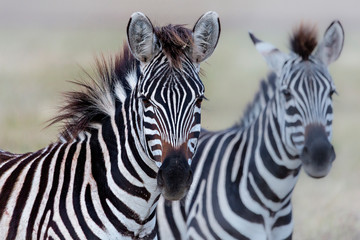 Zebras in Ngorongoro crater, Tanzania
