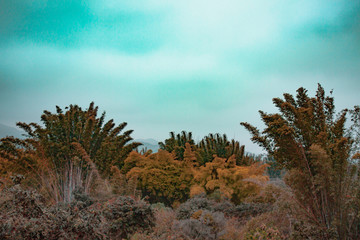 Obraz premium autumn landscape with trees and sky
