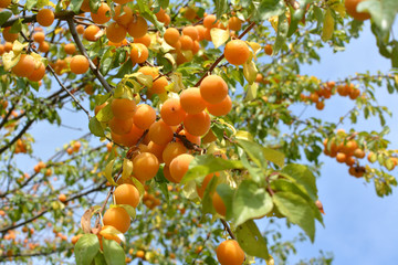 On the branch ripen fruits of plums (Prunus cerasifera).