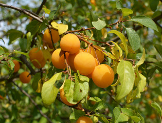 On the branch ripen fruits of plums (Prunus cerasifera).