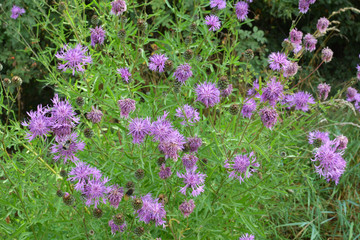 Cornflower (Centaurea scabiosa) blooms among herbs