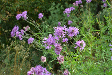 Cornflower (Centaurea scabiosa) blooms among herbs