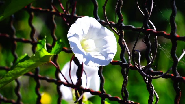 White flowers of Calystegia sylvatica between wire mesh. perennial herbaceous plant that grows enveloping other plants with a 2-4 m long twining stem