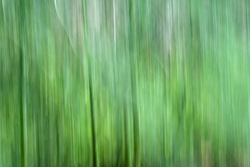 Motion blur image of asparagus stalks. Motion blur is often used in nature photography. Garden asparagus is a perennial flowering plant species. Its young shoots are used as a spring vegetable.