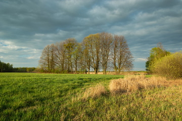 Fototapeta premium Flowering trees and shrubs in a green meadow