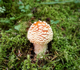 Fly agarica or toadstool in green leaves. Poisonous mushroom growing in wood