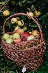 A basket with fresh red and green liquid apples stands near the Apple tree on the ground. Apple harvest in summer or autumn, seasonal delicious and fragrant fruits, fruit trees in the garden.