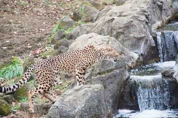 チーター