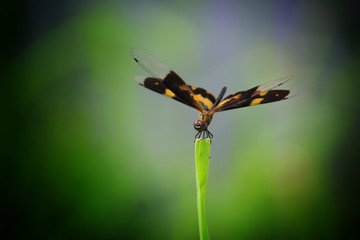 beautiful dragonfly sitting on leaf dragonfly insect close up view 