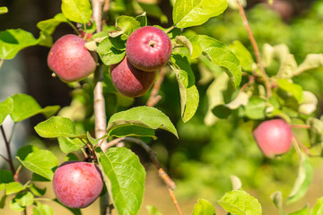 red apples on a branch