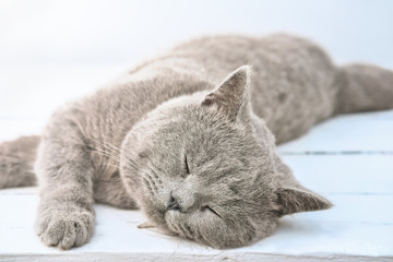 british shorthair cat lying on a window and relaxing in a sunshine. playful cute cat looking at a viewer. grey calm cat resting indoors. pet love and care concept. close up view.