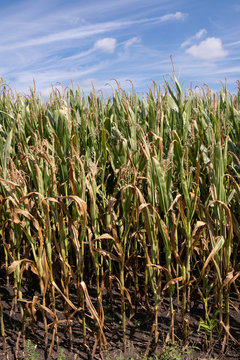 Horizontal row of green corn (maize) growing in the field during summer with blue sky. Vertical image