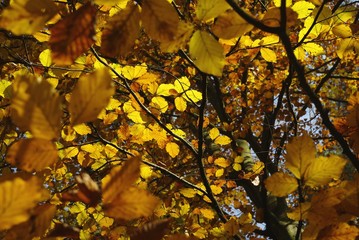 Yellow autumn leaves. Autumn in the park. Yellow maple leaves. Fall in the forest. Sunny day in the woods. The sun illuminates the yellow autumn leaves on the trees.