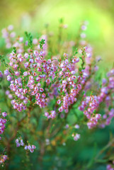 Blooming wild heather flowers. Natural floral background for design .