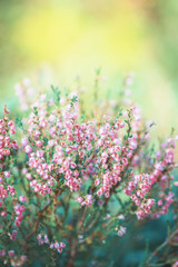 Blooming wild heather flowers. Natural floral background for design .