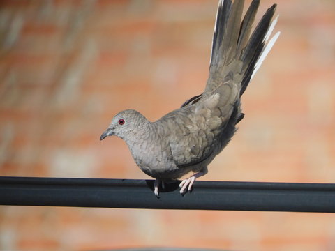 dove posing for the photo while sunbathing