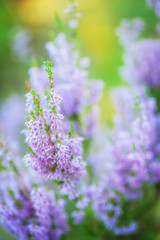 Obraz premium Blooming wild heather flowers. Natural floral background for design .