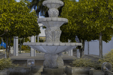 pigeon looking for water in a fountain abandoned 