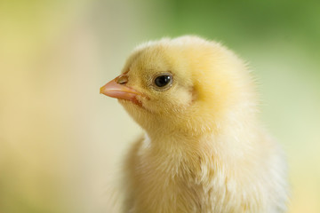 Baby chicken on a yellow background