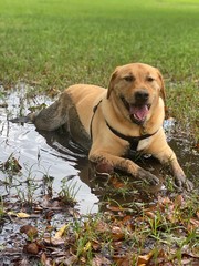 Labrador in muddy water