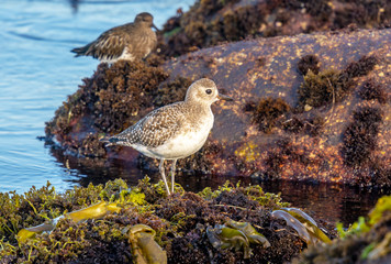 Black-bellied Plover